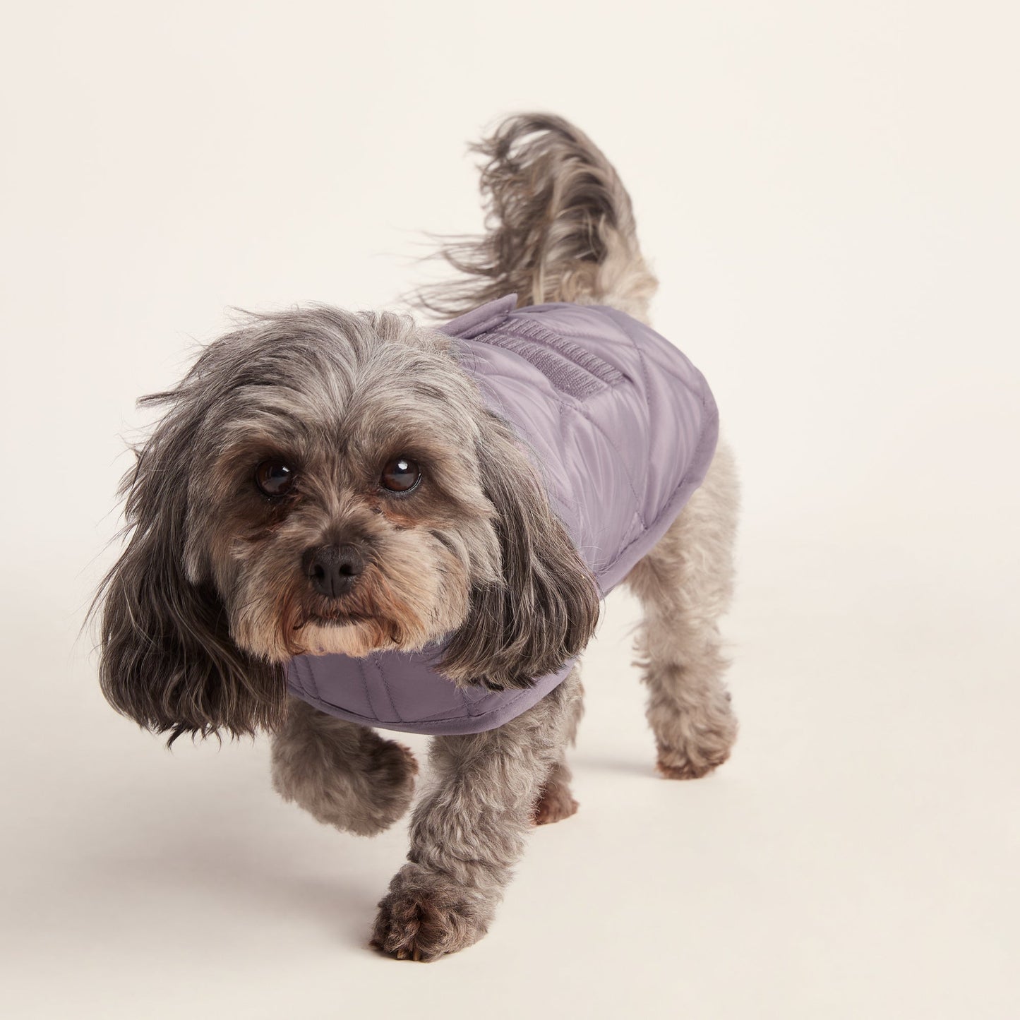 Fido Padded Dog Coat XS - Dusky Lilac