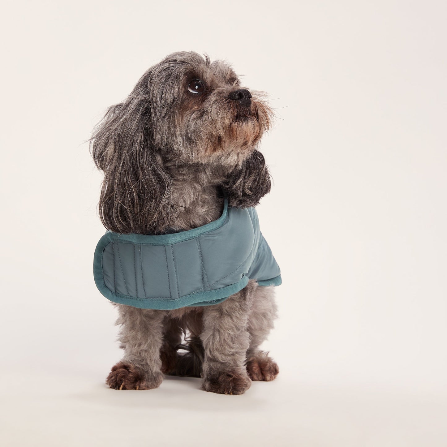 Fido Padded Dog Coat XS - Graphite