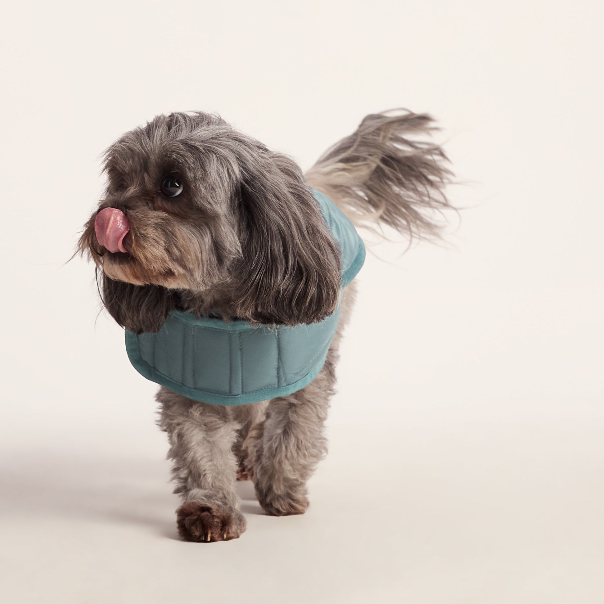 Fido Padded Dog Coat XS - Graphite
