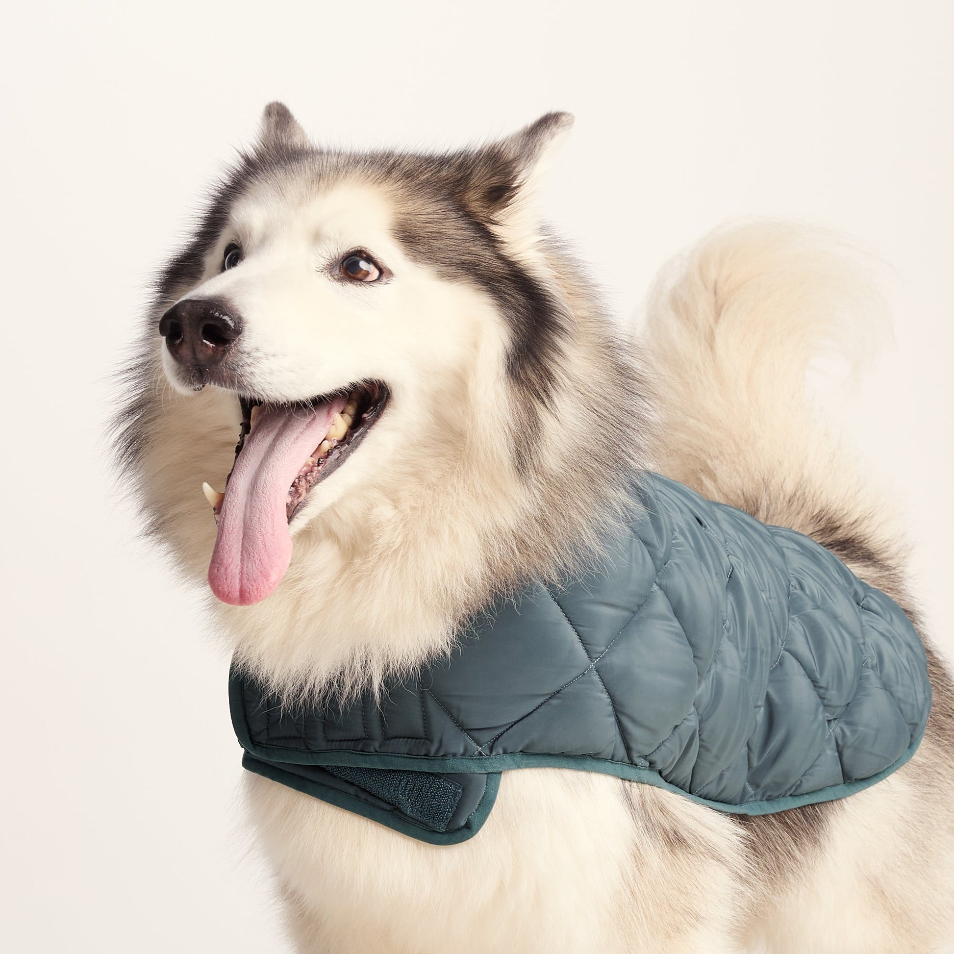 Fido Padded Dog Coat L - Graphite
