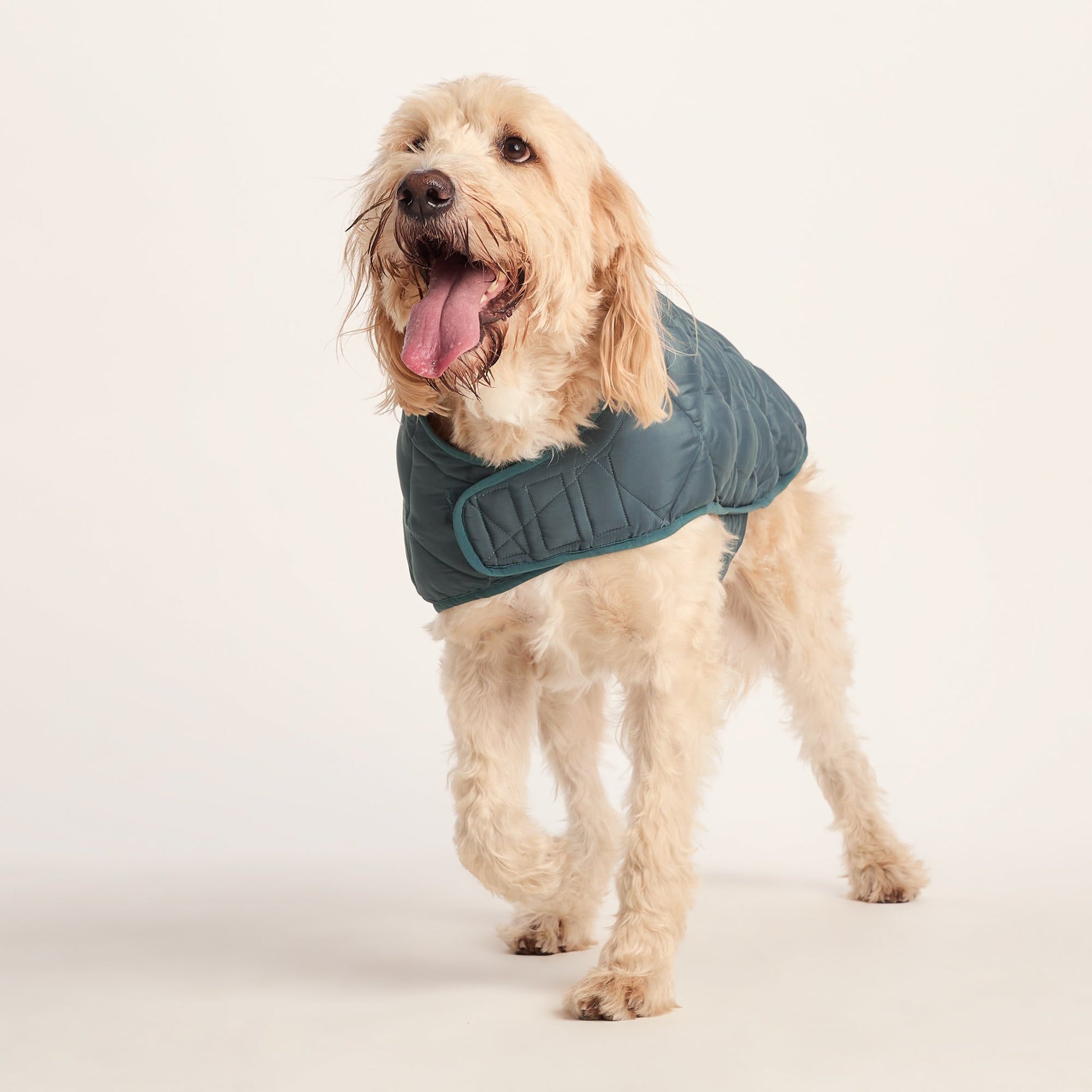 Fido Padded Dog Coat XL - Graphite